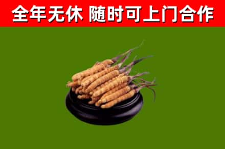 江城回收散虫草
